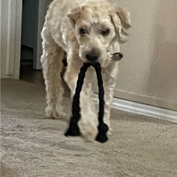 Dog- Rope Toy - Picture 5 of 5